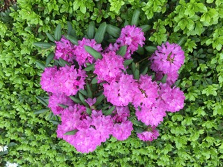 pink flowers