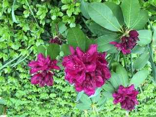 pink flowers