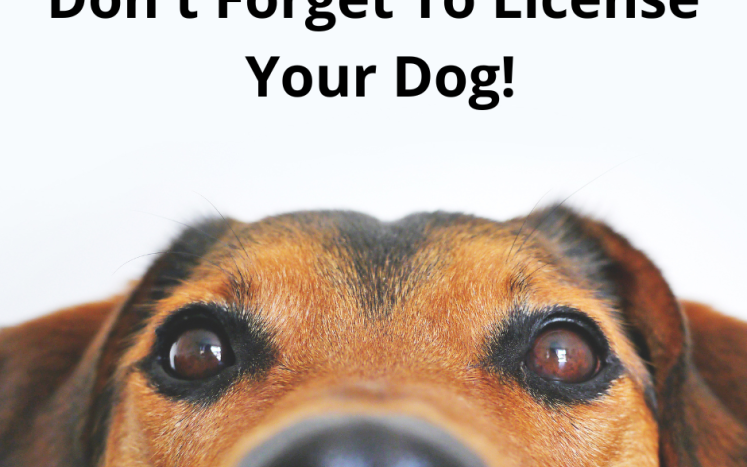 Time to License Your Dog